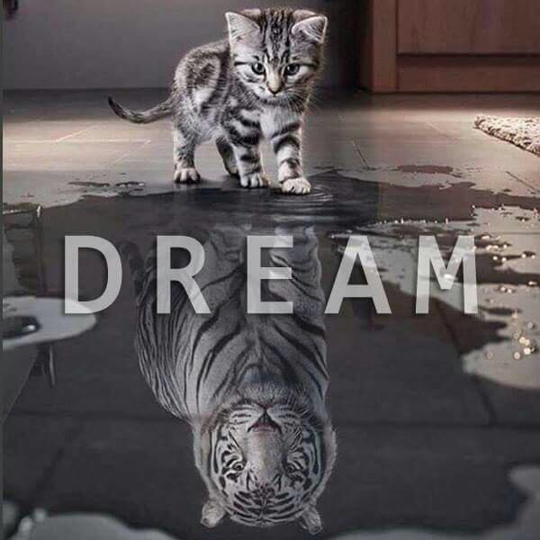 Katze Tiger Dream Manifestieren